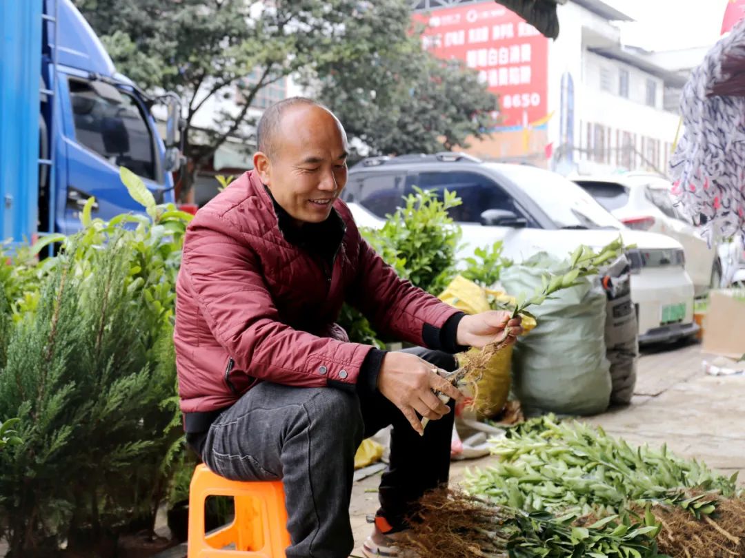 苗木市场春意浓 特色产业驱动农转工新篇章，农产品加工添翼腾飞