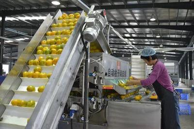 我国农产品加工业迎来重大机遇 产业集群引领产业升级