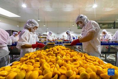 湖北秭归 黄桃出口加工忙，农产品加工助力乡村振兴