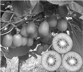 芝加哥 从运河到铁路的工业崛起