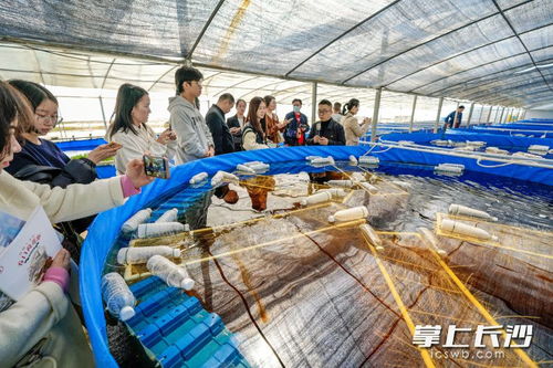 一季度长沙农产品加工业销售收入突破917亿元，同比增长6.5%展现稳健发展