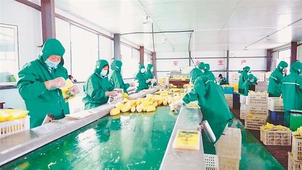 鲜食玉米加工车间 农产品高效增值的前沿阵地